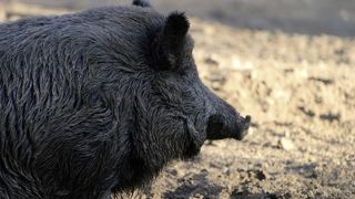 Le nombre de foyers de peste porcine africaine dans l'Union européenne diminue de 79 % sur un an. Le nombre de foyers de peste porcine africaine dans l'Union européenne diminue de 79 % sur un an.